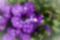 DSC_7746_edited.jpg