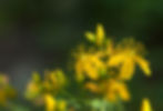 nature-blossom-plant-photography-meadow-sunlight-1267275-pxhere.com.jpg