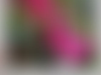 Bleeding Heart Flower photo. Swan Essence, photo by Maribeth Swan