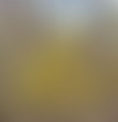 "Bright yellow Forsythia bush in full early spring bloom, standing out against bare brown branches and a still-waking landscape, symbolizing gentle layered visibility and unfolding personal growth.