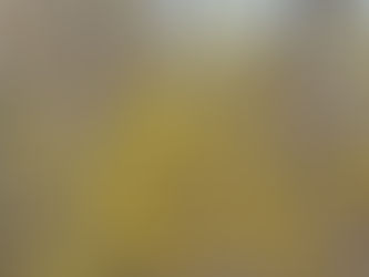 "Bright yellow Forsythia bush in full early spring bloom, standing out against bare brown branches and a still-waking landscape, symbolizing gentle layered visibility and unfolding personal growth.