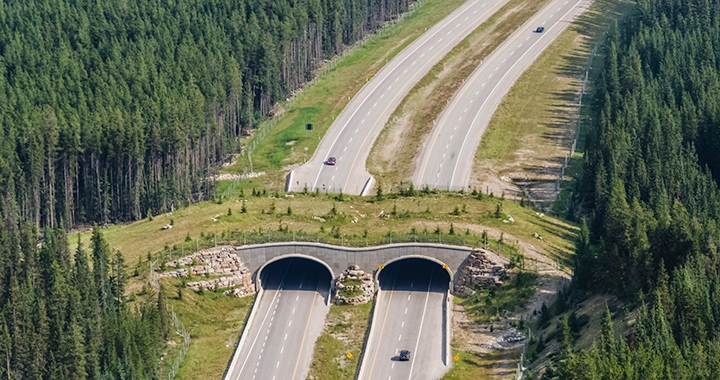 Wildlife overpass.webp