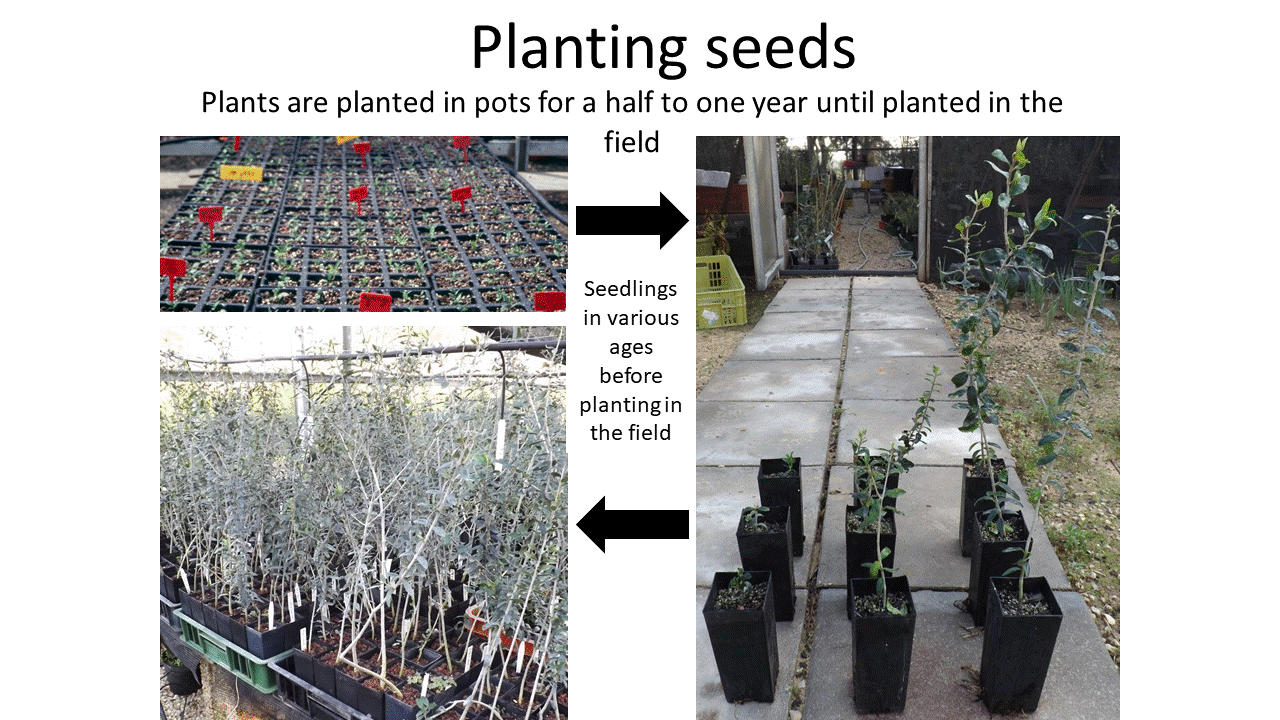 Figure for olive breeding.gif