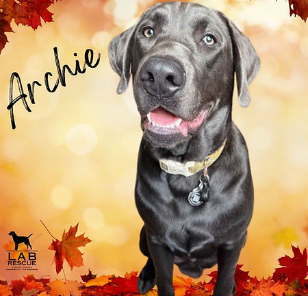 Archie