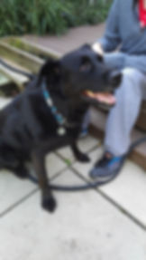 2018-10-03 18.09.55 (1) sparky 3.jpg