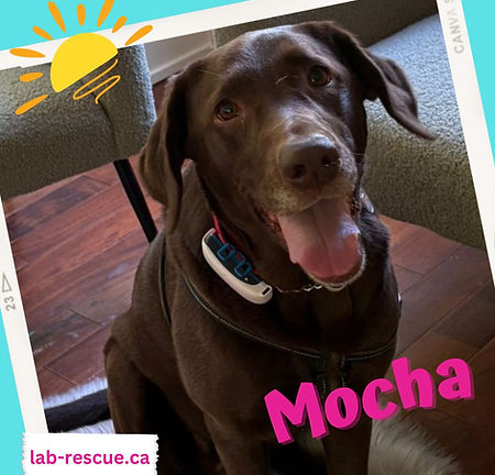 Mocha