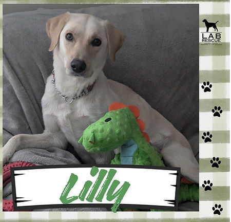 Lilly