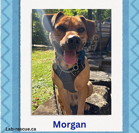 Morgan