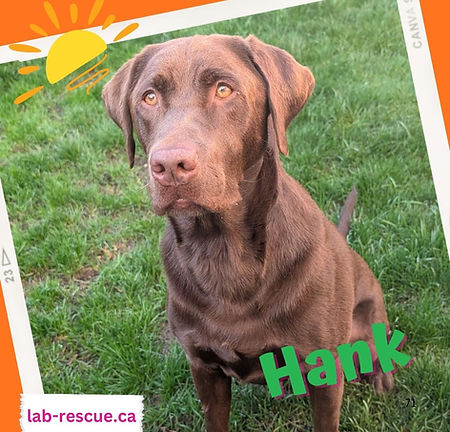 Hank
