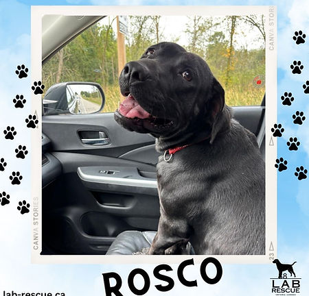 Rosco