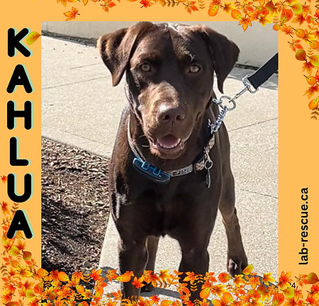 Kahlua