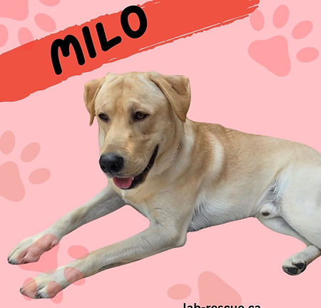 Milo