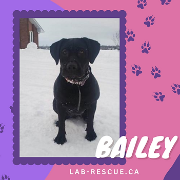 Bailey postser.png