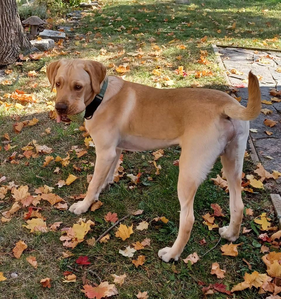 leo 2