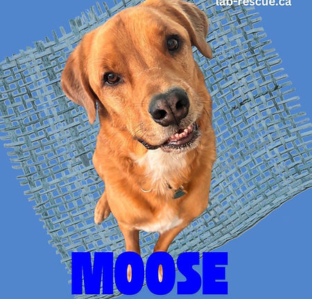 Moose