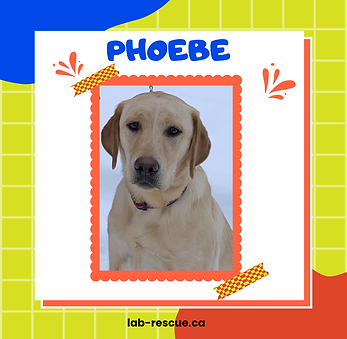Phoebe poster.png