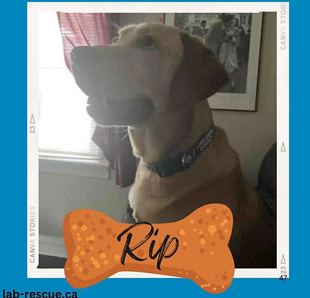 Rip