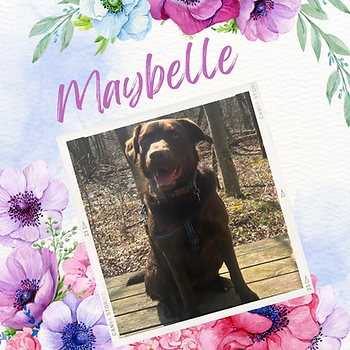 maybelle poster.png