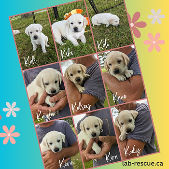 Nine puppies.png