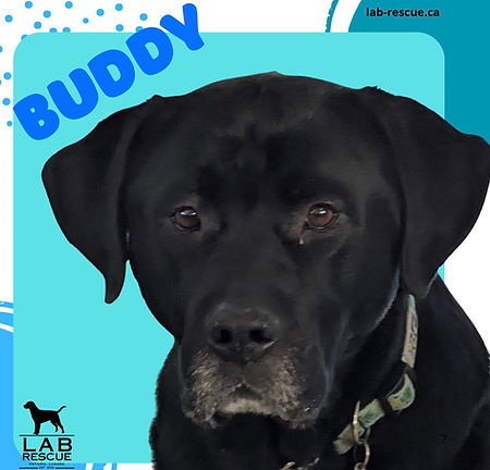 Buddy