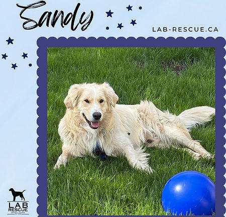 Sandy
