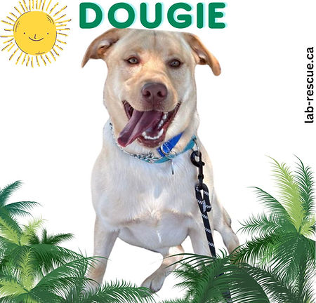 Dougie