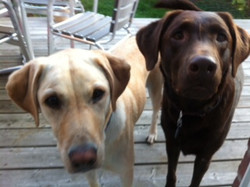 Maple & Sierra 4 / 3 years