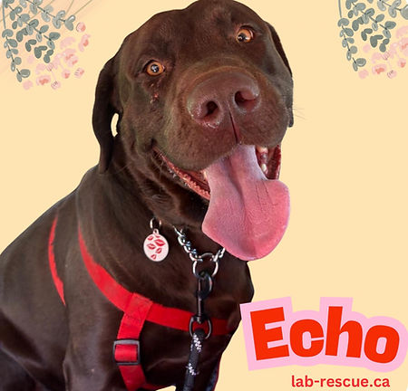 Echo