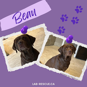 beau poster.png