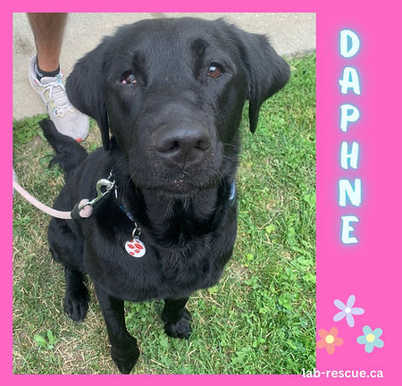 Daphne
