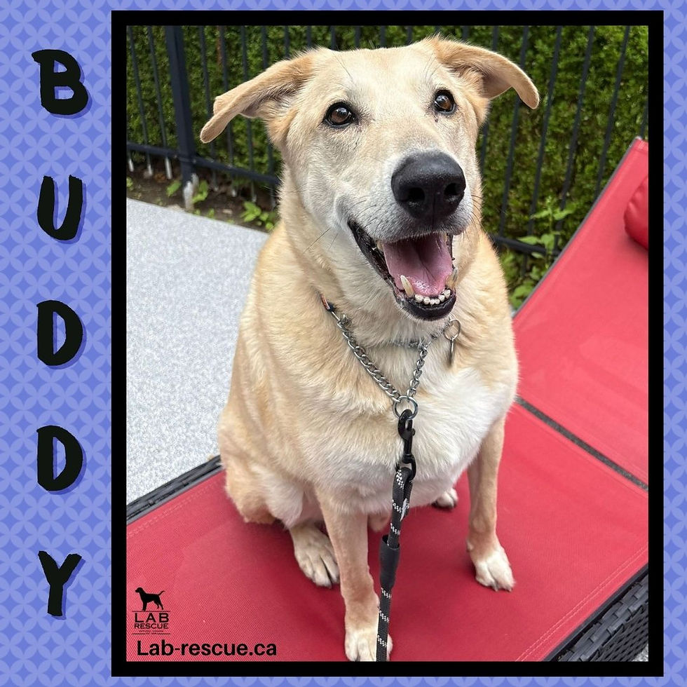 Meet Buddy!