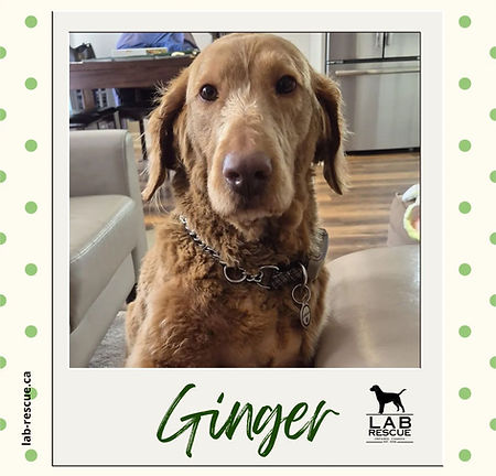 Ginger