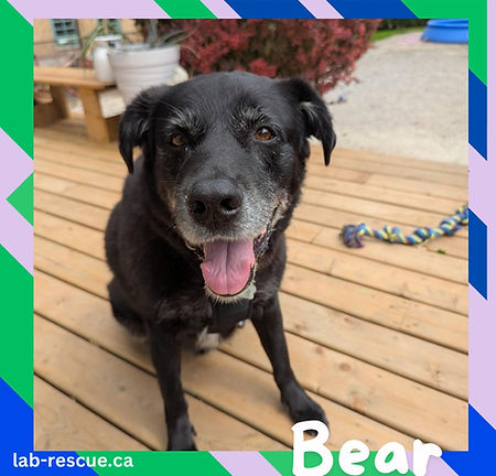 Bear