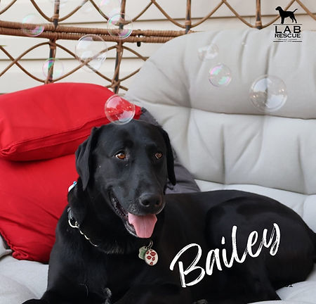 Bailey