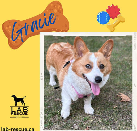 Gracie