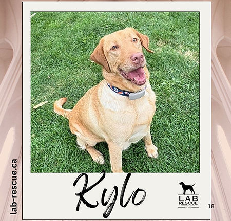 Kylo
