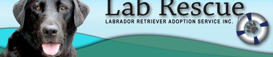 Klr Lab Rescue Home | lab-rescue