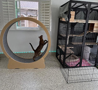 Catbnb Cat Boarding: Ethan on The Wheel