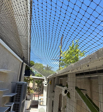 Entire Ceiling Area Enclosed with Cat Netting