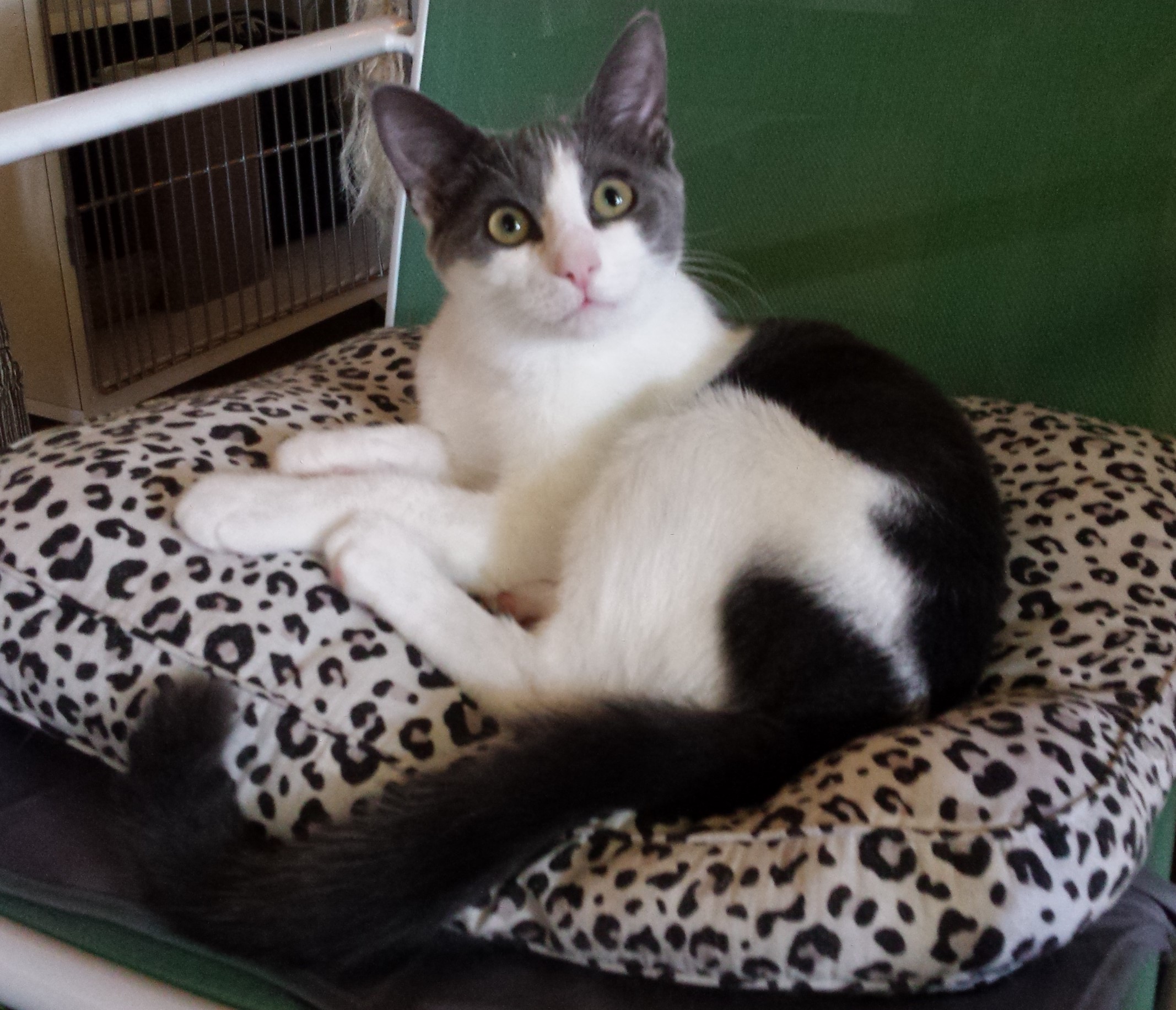 Delilah - adopted
