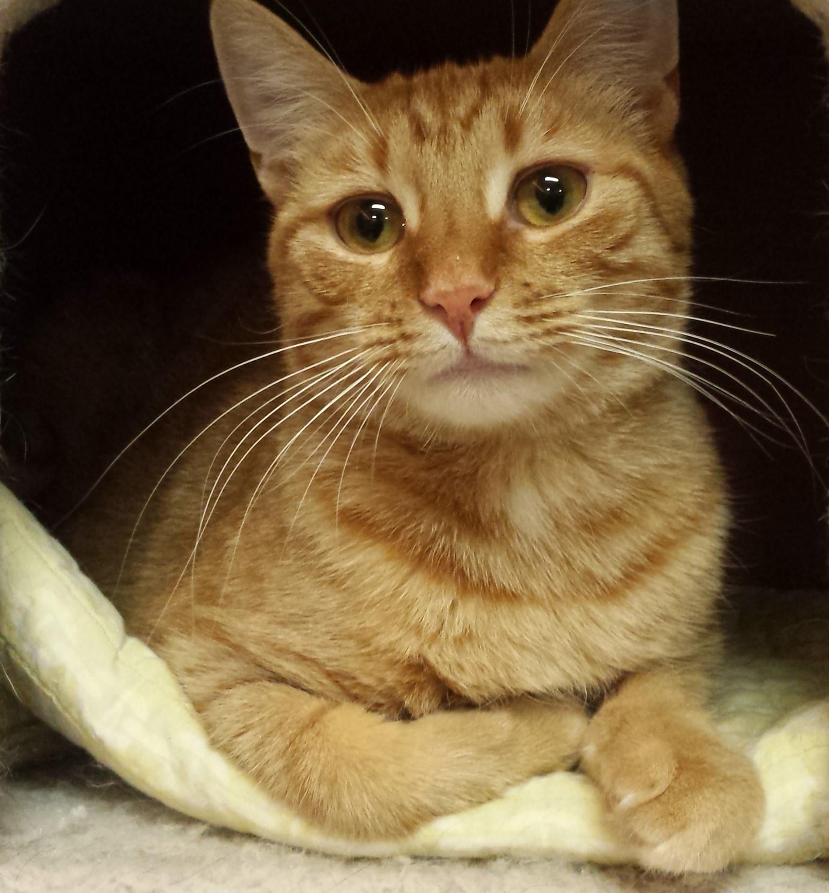 Ginger - Adopted June 2020