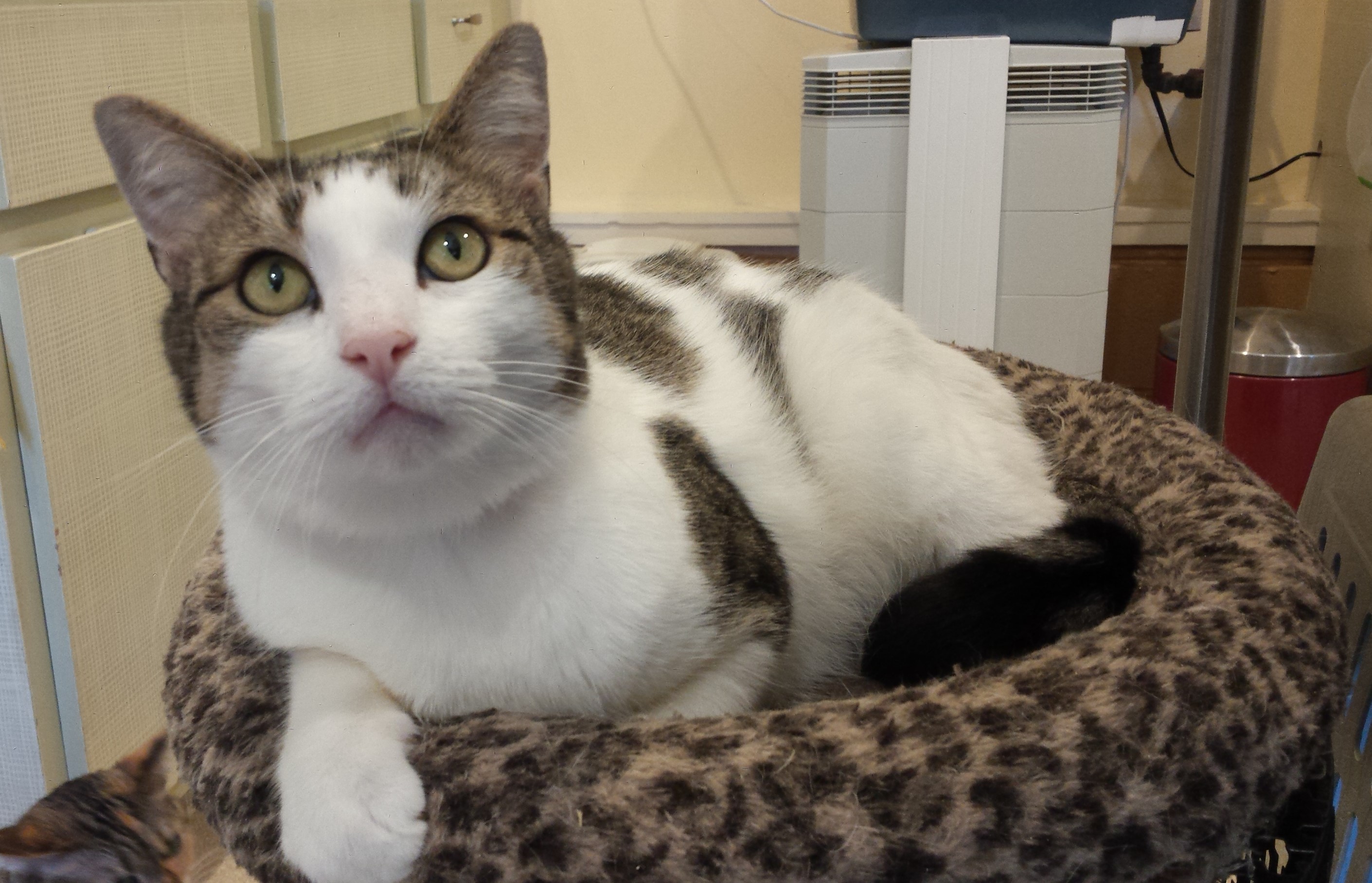Siegfried - Adopted Dec 2019!