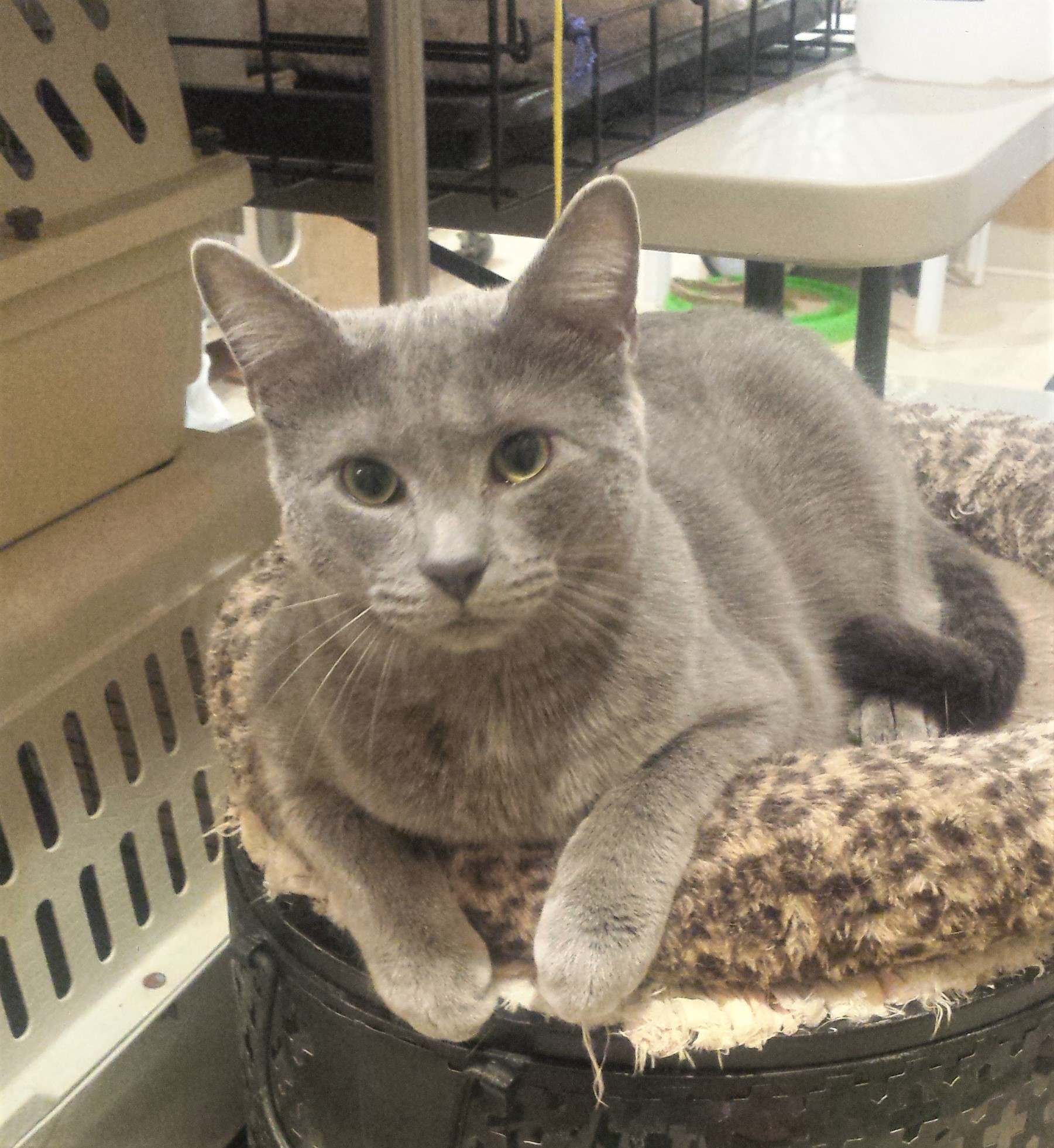 Ezzie - Adopted June 2020