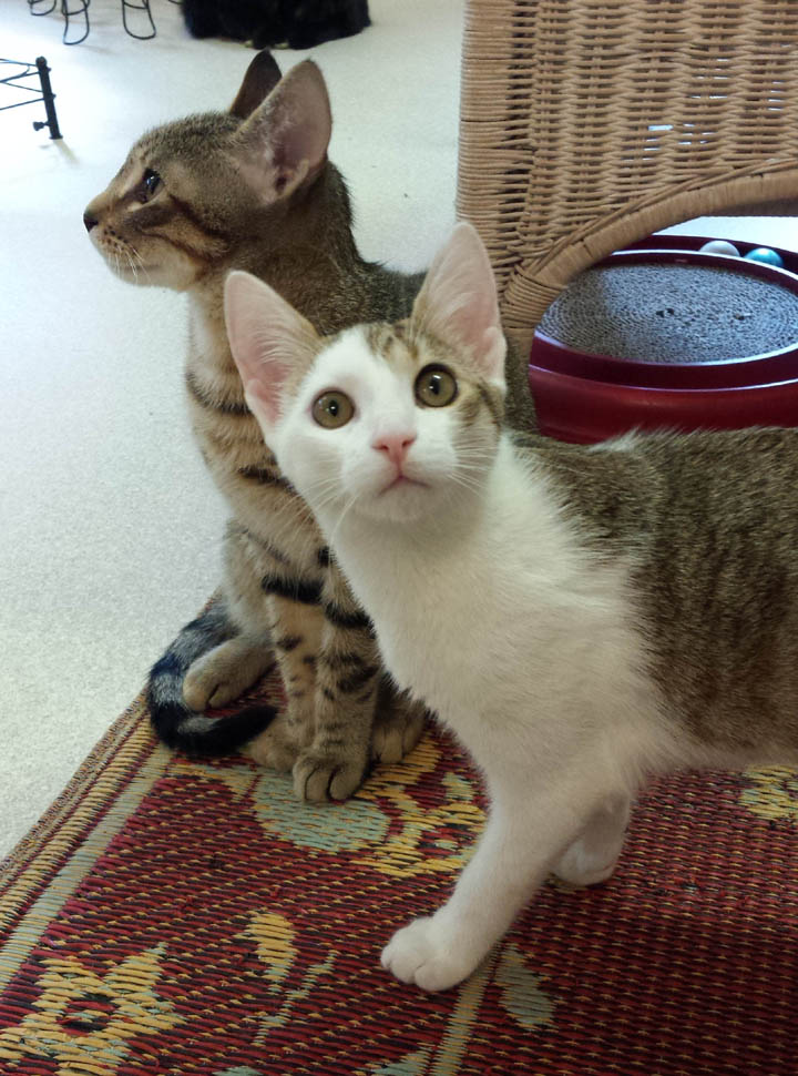 MairyJane - Adopted!