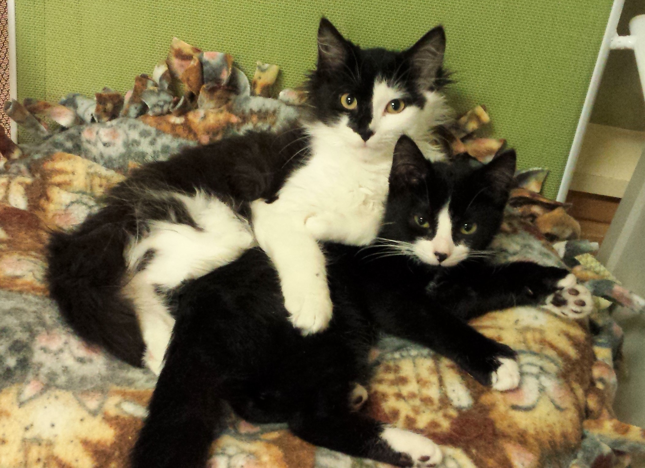 Edwin & Roweena - adopted Feb 2020