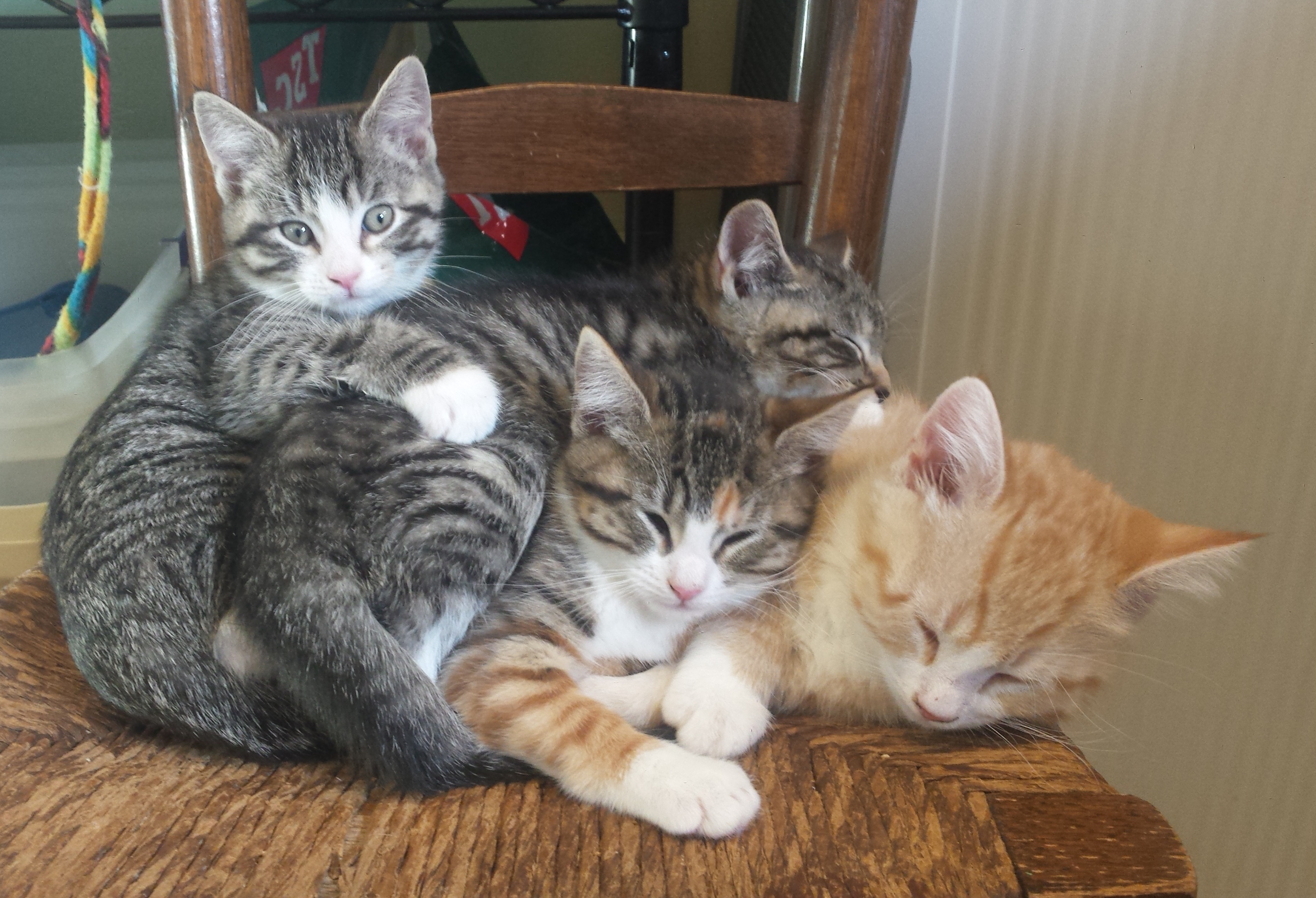 Yvette's Kittens - Adopted
