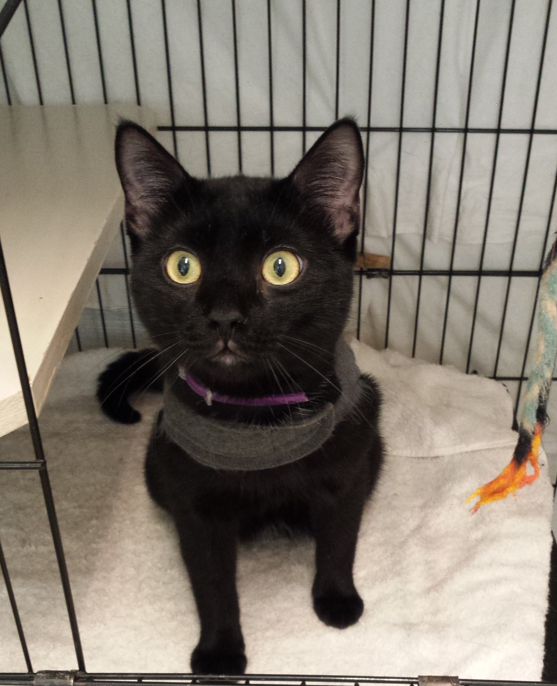 Inky - Adopted June 2020