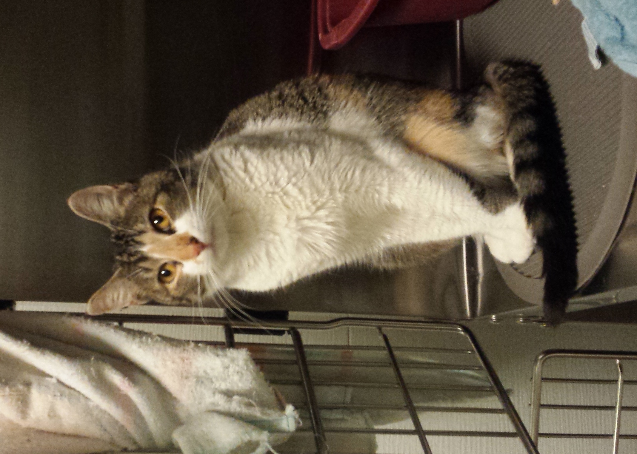 Foxy - Adopted Dec 2019