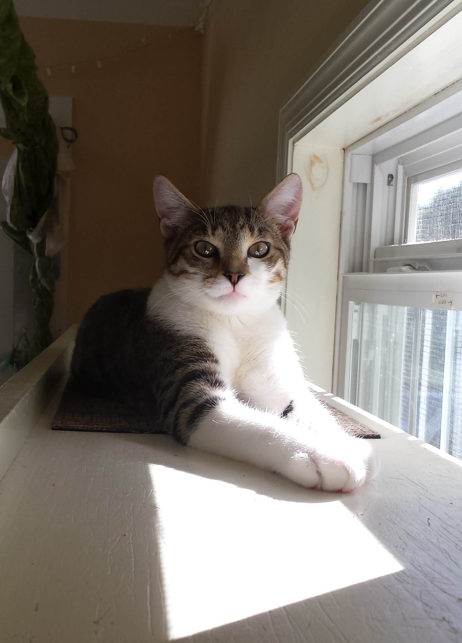 Willis - Adopted