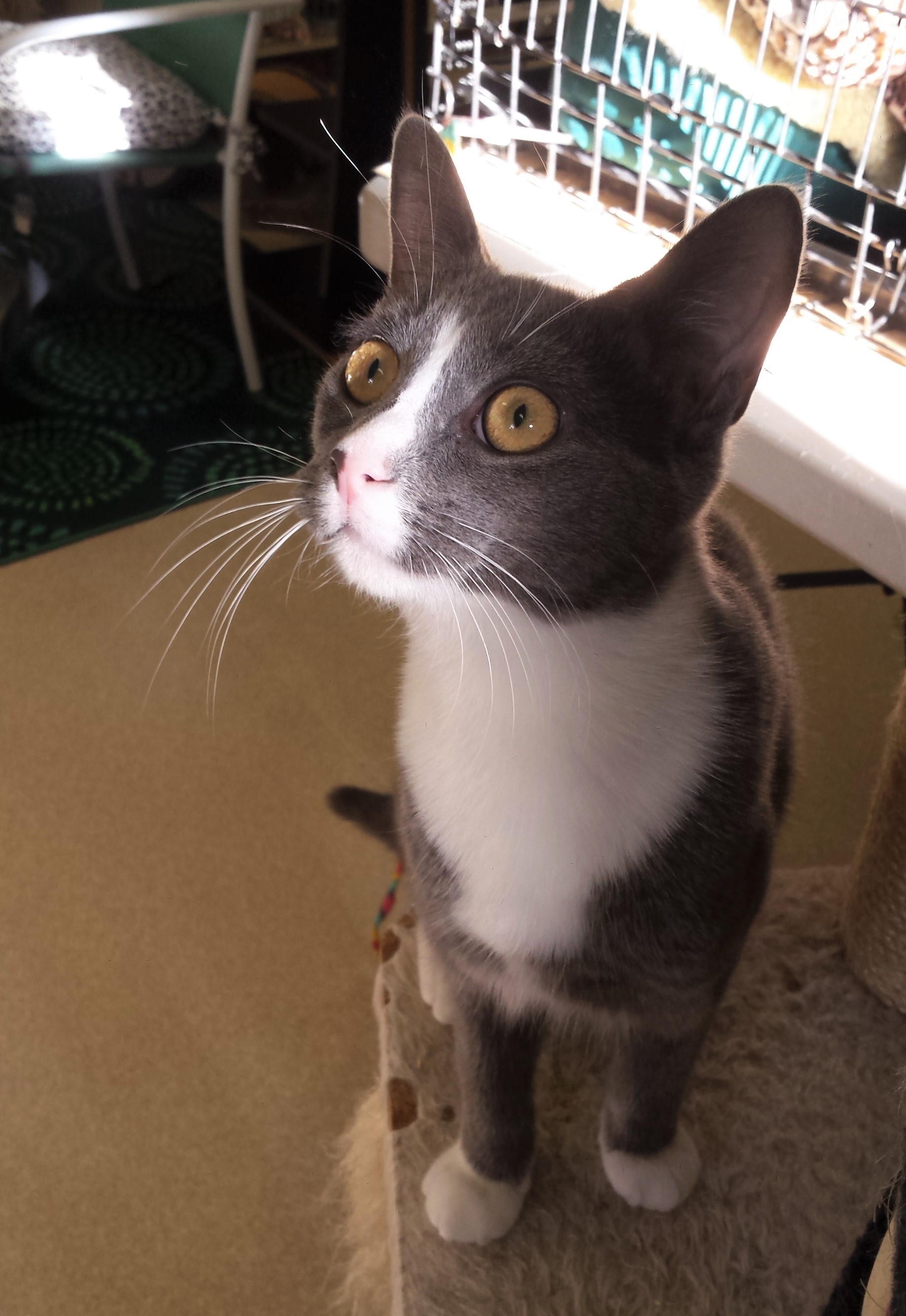 Dora - Adopted Dec 2019!
